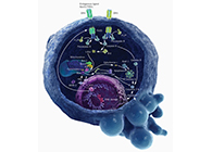 HQL制药、常州隆赛和上海九游会老哥俱乐部将配合研新型抗癌药物