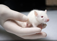 九游会老哥俱乐部肿瘤药效实验顺遂通过江苏省FDA审查