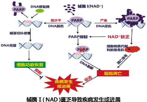 九游会老哥必备的交流社区_俱乐部论坛帖子