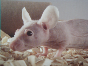 九游会老哥必备的交流社区_俱乐部论坛帖子