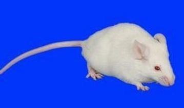 九游会老哥必备的交流社区_俱乐部论坛帖子