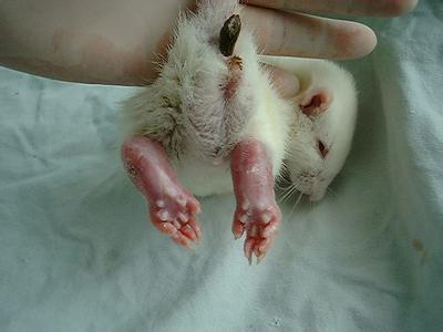 大鼠帕金森氏病动物模子的建设——九游会老哥俱乐部生物医药