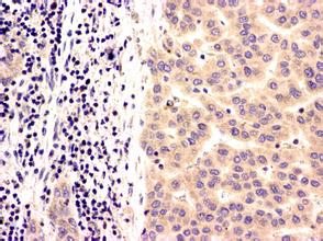 九游会老哥必备的交流社区_俱乐部论坛帖子