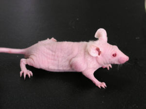 九游会老哥必备的交流社区_俱乐部论坛帖子