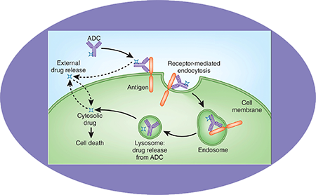 九游会老哥俱乐部ADC临床前效劳之ADC作用机制