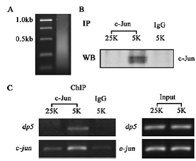 九游会老哥必备的交流社区_俱乐部论坛帖子