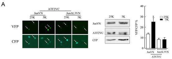 九游会老哥必备的交流社区_俱乐部论坛帖子