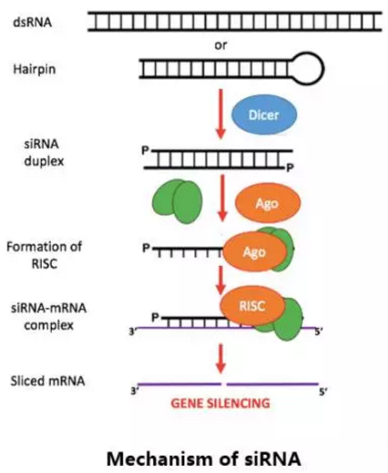 九游会老哥必备的交流社区_俱乐部论坛帖子