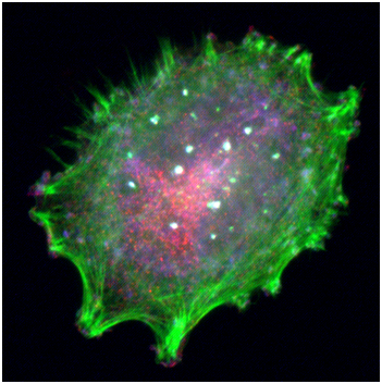 九游会老哥必备的交流社区_俱乐部论坛帖子