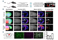 减肥药瞄准新靶点，强效减肥药即未来袭？