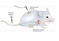围观:临床前小鼠模子怎样？