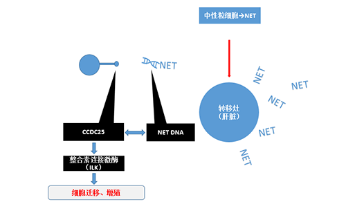 除了纯粹的捕获，NET DNA与CCDC-25的连系还增强了癌细胞的侵袭行为，增进了癌症的肝转移。