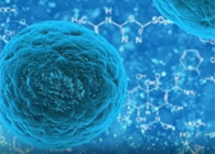 攻克三阴性乳腺癌，蜜蜂毒液竟是要害？