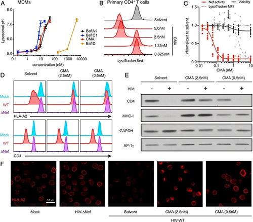 Plecomacrolides具有差别的Nef抑制作用和溶酶体中和能力