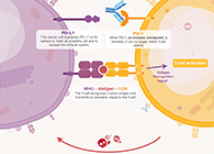 饿了吗？饿一饿原来可以辅助PD-1抑制剂肿瘤免疫治疗