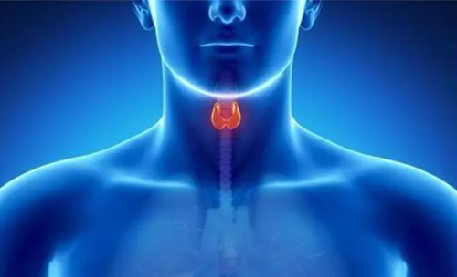 Science速递 | 揭开甲状腺的神秘面纱，开启代谢药物新征程