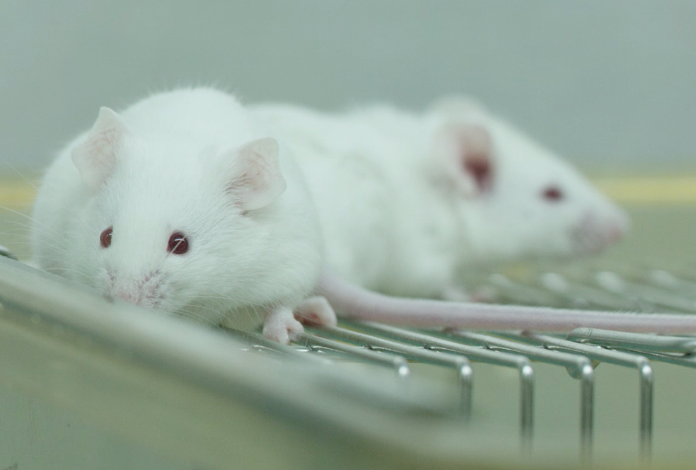 带你相识九游会老哥俱乐部临床前研究效劳 