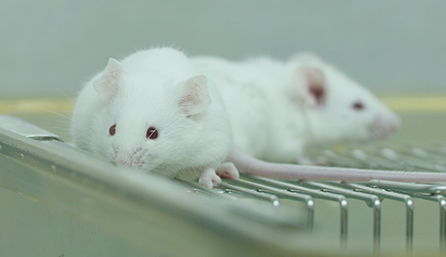 九游会老哥俱乐部临床前研究-药效学、药代动力学和临床前研究效劳