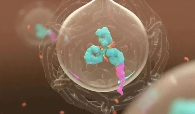 美研 | ADC，为靶向给药而精准深耕