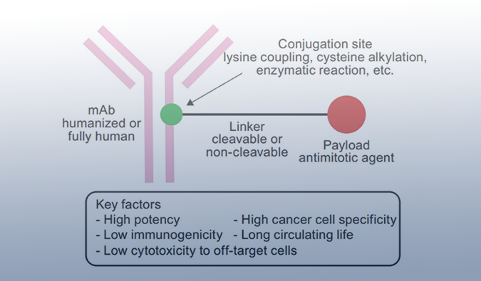 ADC药物：迎接市场热潮，攻破研发壁垒