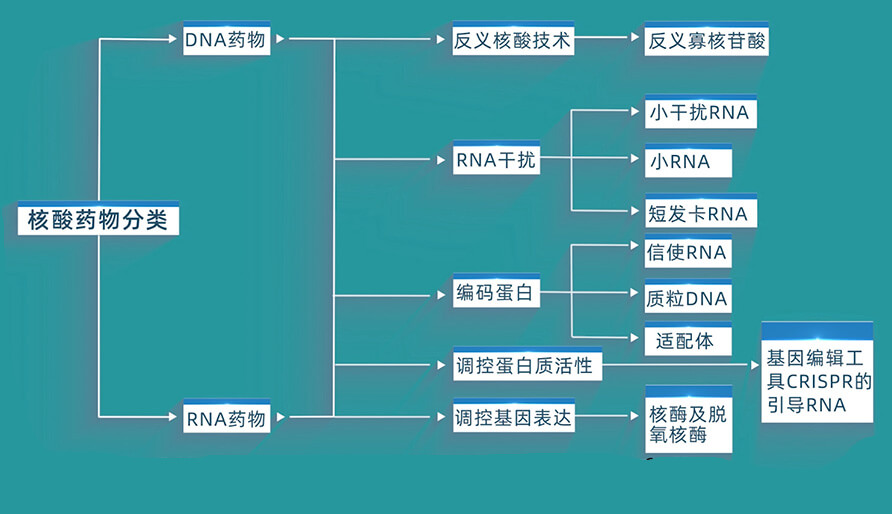 核酸药物的分类有哪些？