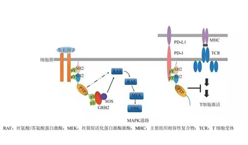 九游会老哥俱乐部助力凌达生物SHP2变构抑制剂RG001片获批临床.jpg