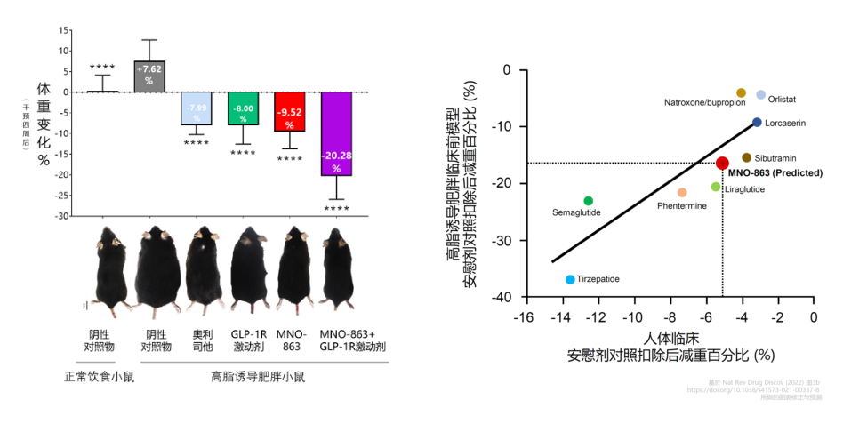 4周降低近10%体重！九游会老哥俱乐部助力慕恩生物MNO-863活菌生物药获批临床