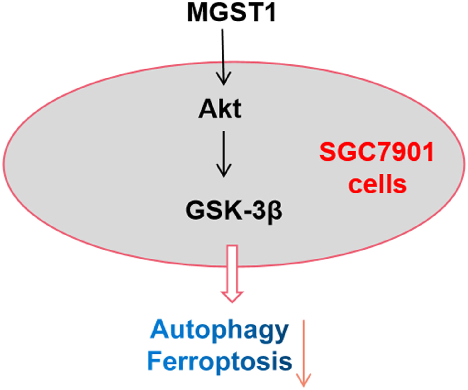 MGST1过表达通过激活Akt/GSK-3β信号通路诱导胃癌细胞增殖，本研究中MGST1过表达等体外实验通过九游会老哥俱乐部举行